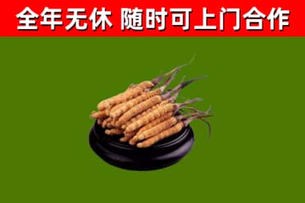 云龙烟酒回收冬虫夏草.jpg